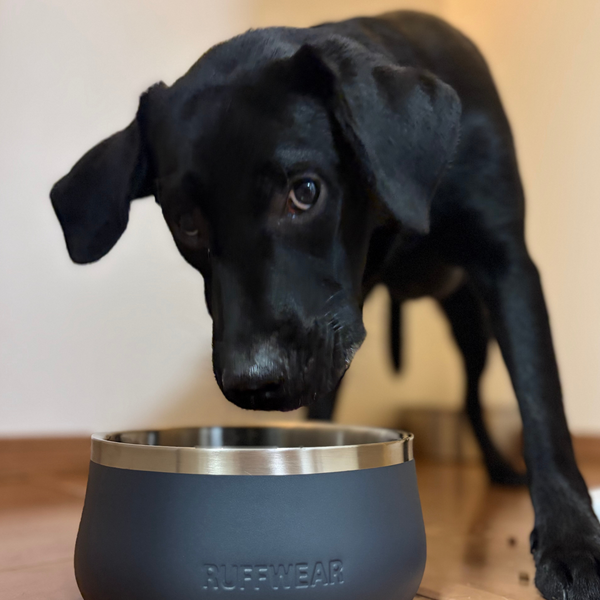 18kg 男の子 オレオくん | ラブラドールレトリバー🐶ベースキャンプドッグボウル