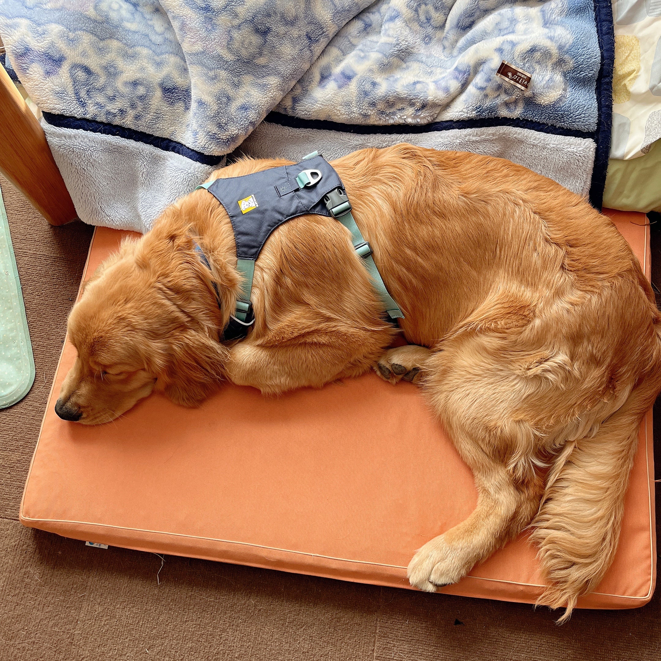 レビュー | Ruffwear JAPAN