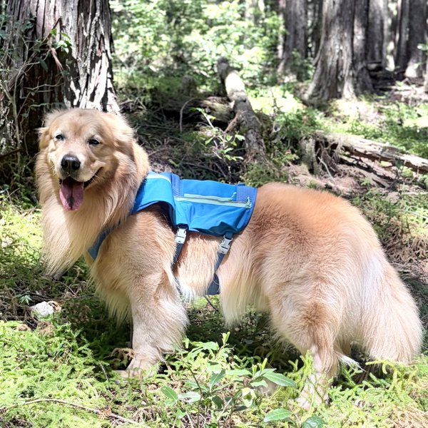 39.0kg 男の子 山祇くん | ゴールデンレトリバー🐶トレイルランナーランニングベスト
