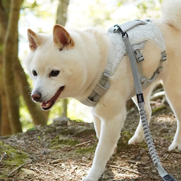 6.5kg 男の子 まめ大福くん | 柴犬🐶スワンプクーラードッグハーネス