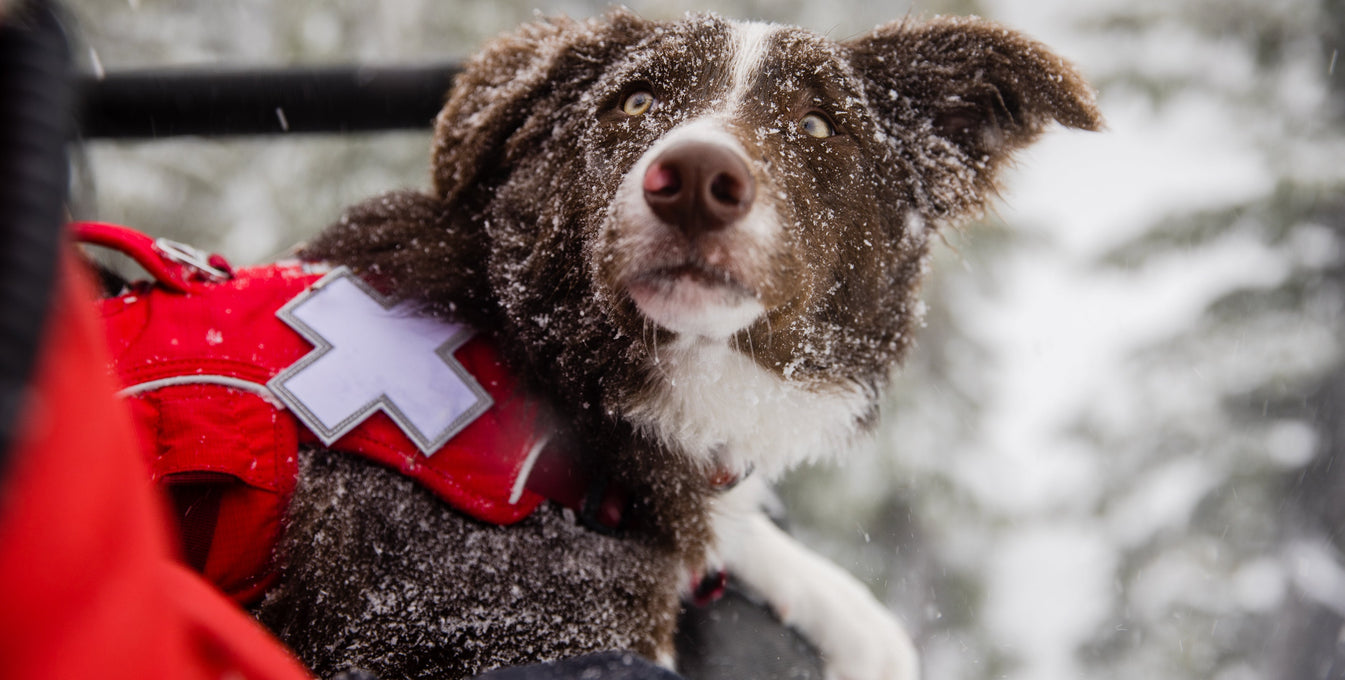 Ruddy the avalanche puppy in training sits on a snowmobile and looks up at his handler.