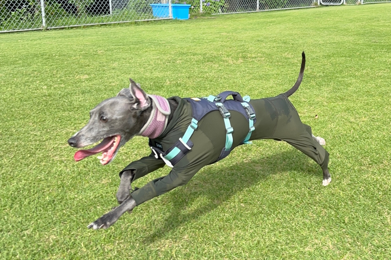 レビュー | Ruffwear JAPAN