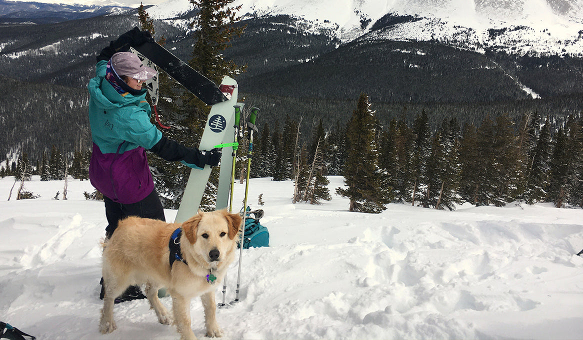 A dog with its human companion head out to ski in the backcountry!