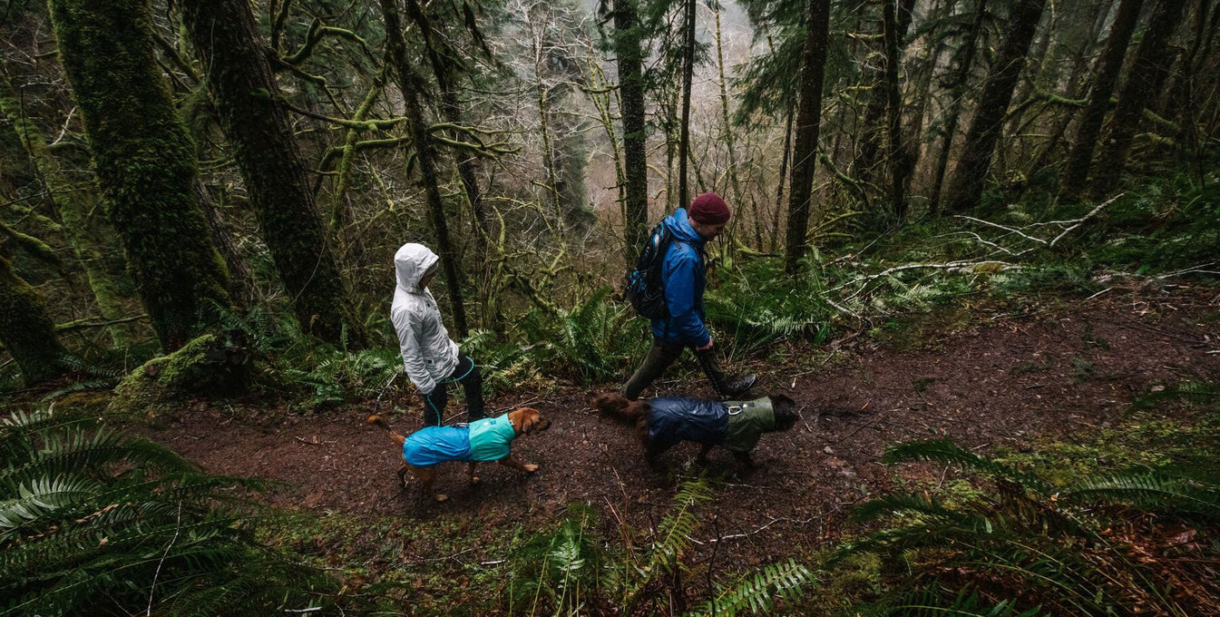 Two humans with dogs in sun shower rain jackets walk through the misty woods.