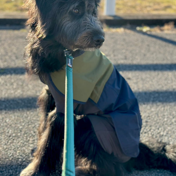 【着用レビュー】8ヶ月、18kgのミックス🐶アポロちゃん🦴サンシャワーカバーオール