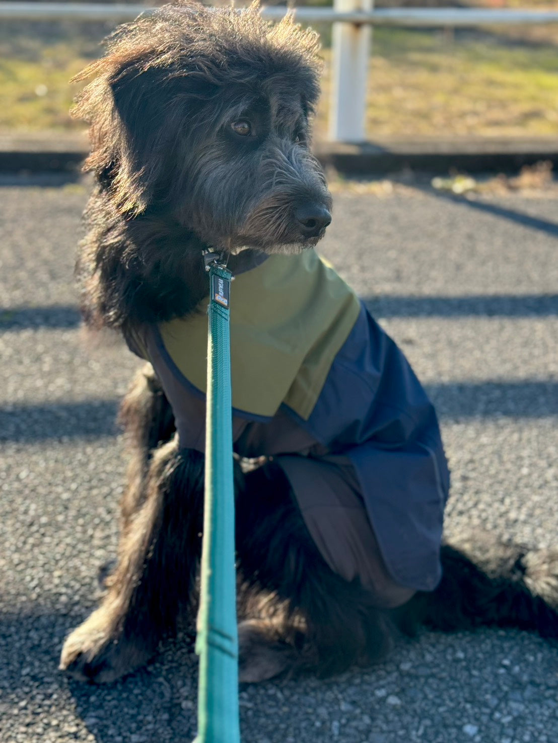 【着用レビュー】8ヶ月、18kgのミックス🐶アポロちゃん🦴サンシャワーカバーオール