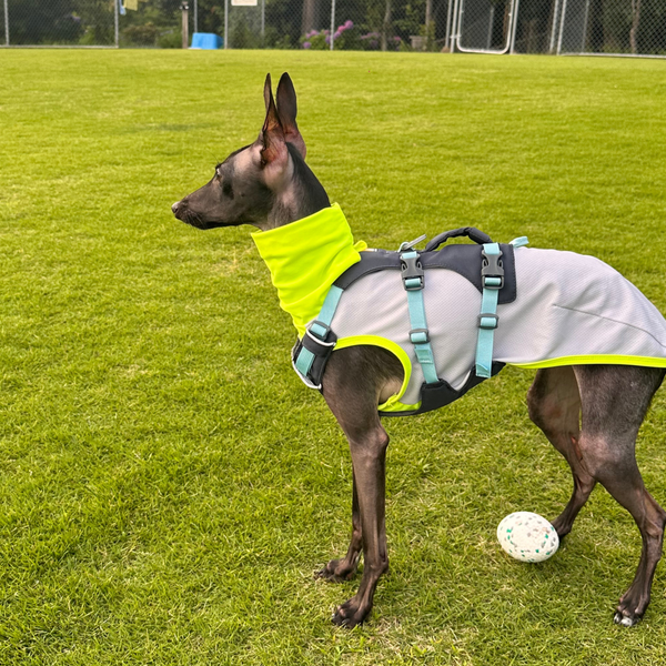 5.6kg 男の子 ぷるくん | イタリアングレーハウンド🐶フラッグラインハーネス