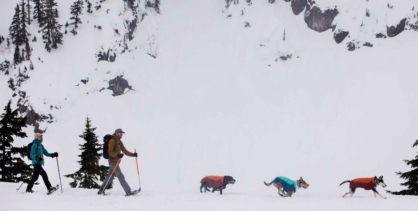 Two humans walk behind three dogs running in the snow.