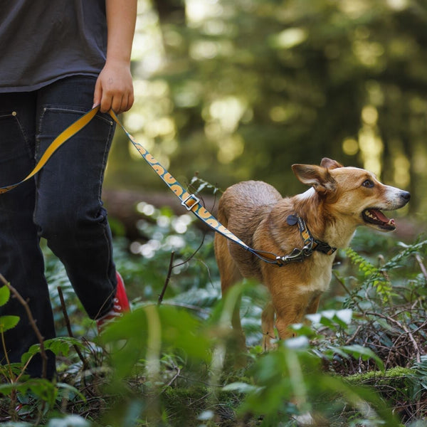 Woman and dog walking on-leash