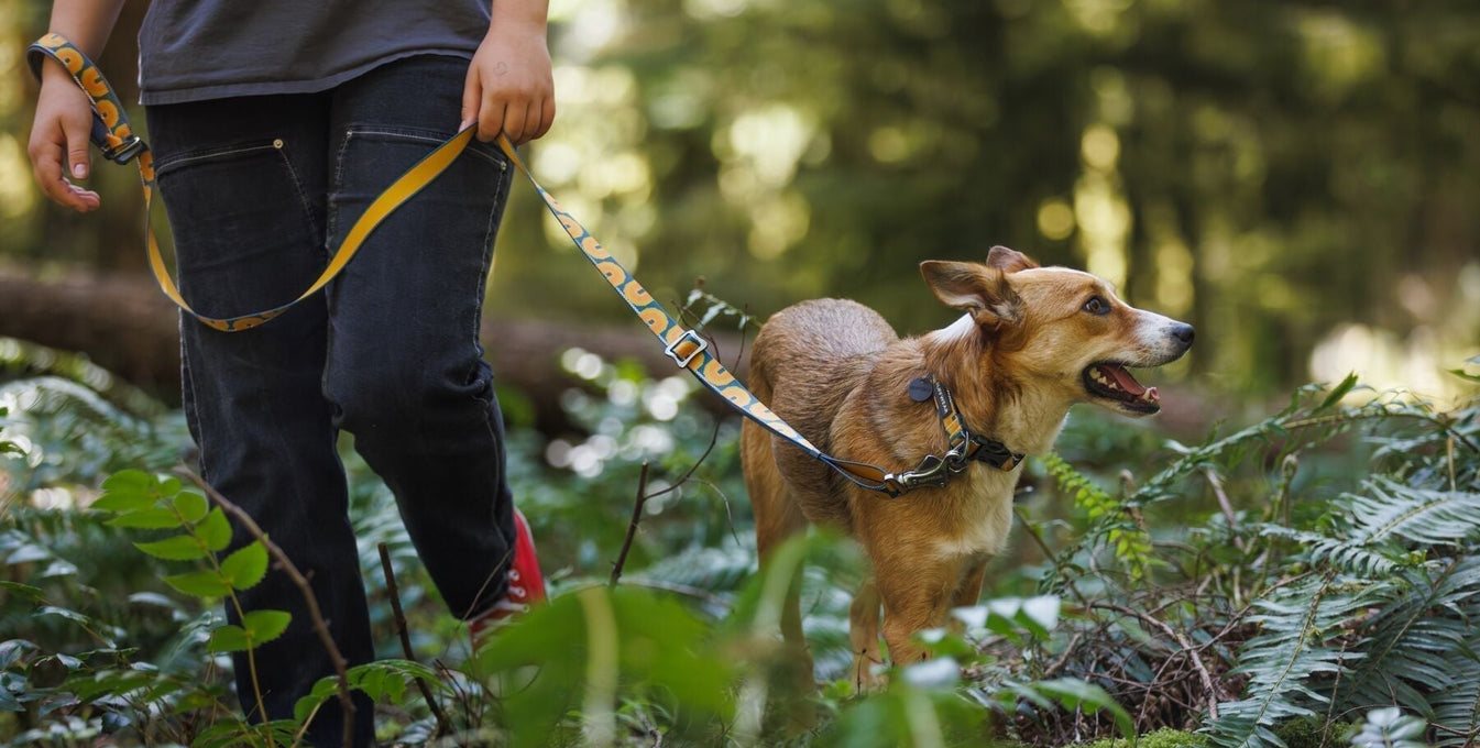Woman and dog walking on-leash