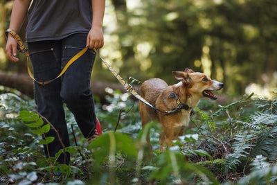 Woman and dog walking on-leash