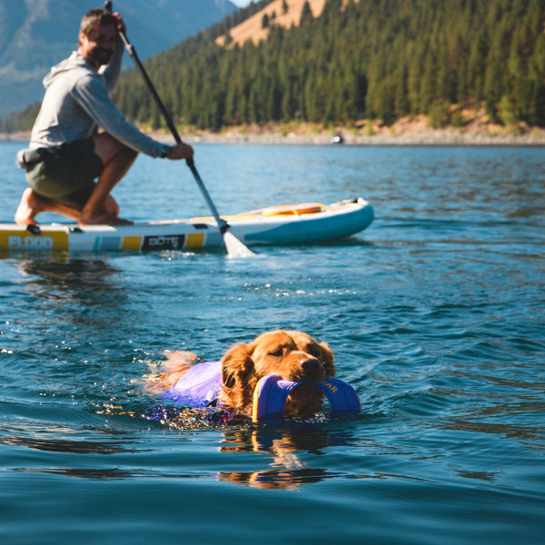 5 Things Your Dog Wants To Do With You This Summer