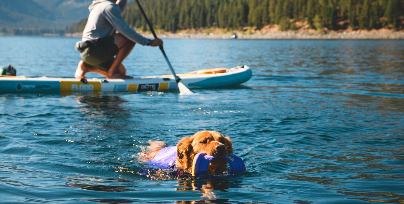 5 Things Your Dog Wants To Do With You This Summer