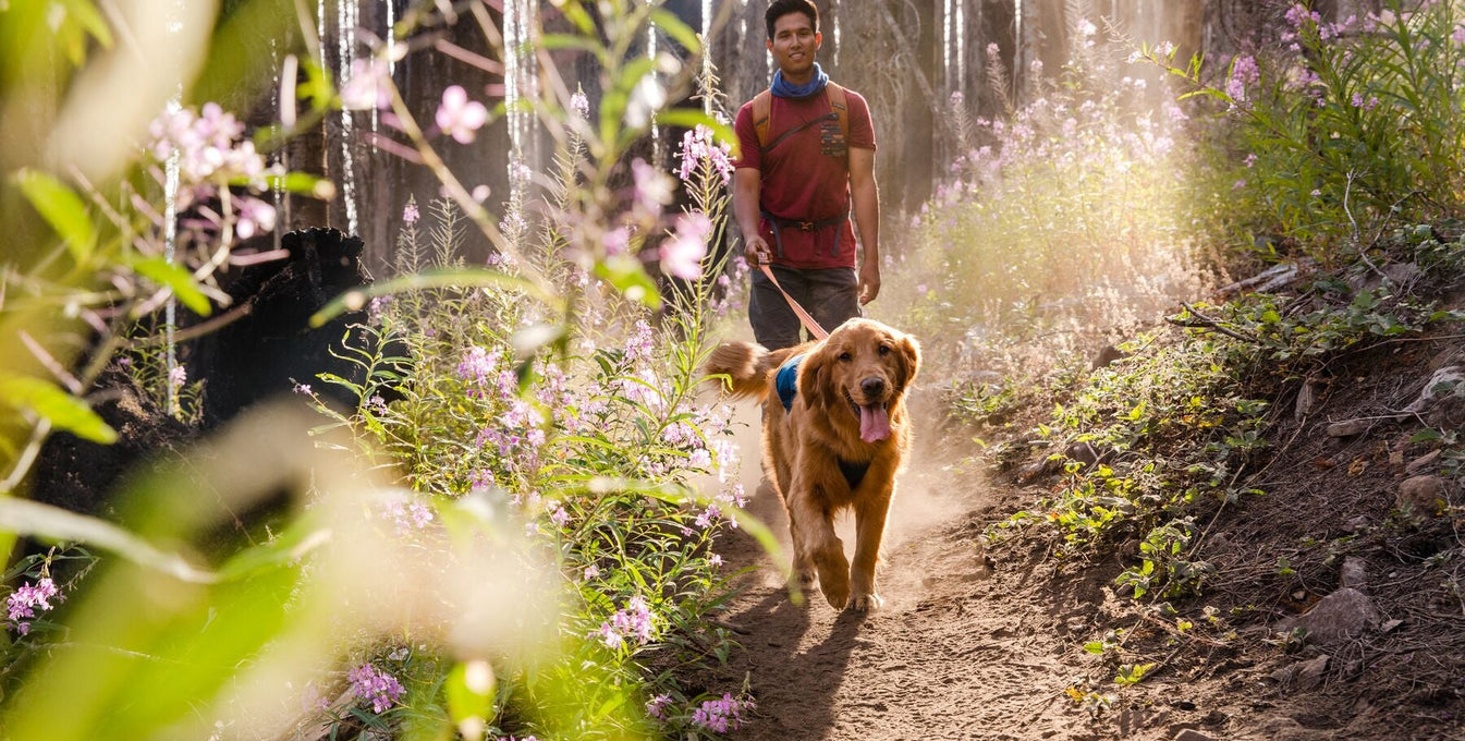A man walks on a hiking trail with his golden retriever dog.