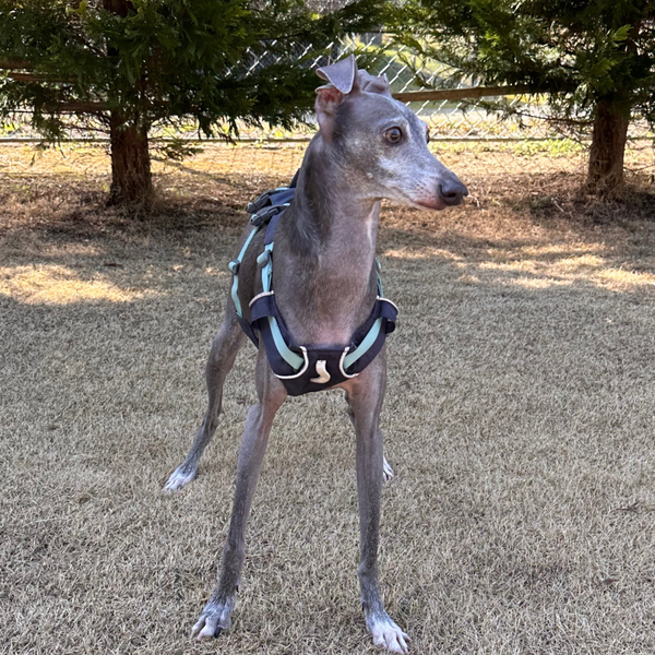7.6kg 男の子 ぺろくん | イタリアングレーハウンド🐶フラッグラインハーネス