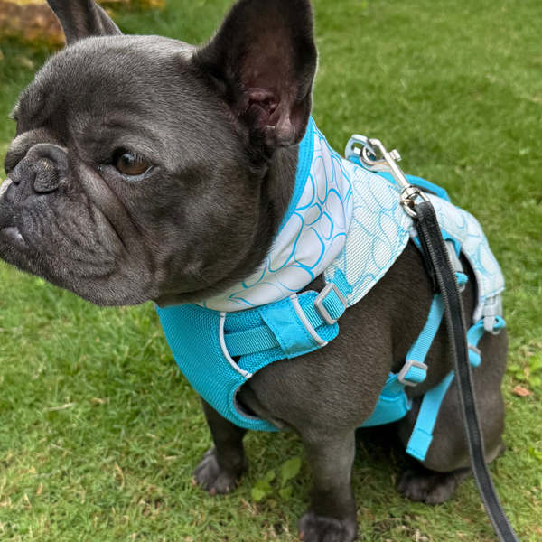 8.3kg 女の子 ナナちゃん | フレンチブルドッグ🐶スワンプクーラードッグハーネス