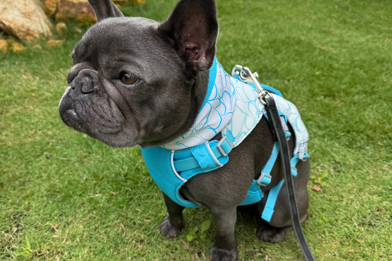レビュー | Ruffwear JAPAN レビュー | Ruffwear JAPAN