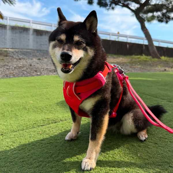 6.7kg 女の子 華ちゃん | 黒柴 🐶フロントレンジフレックスハーネス