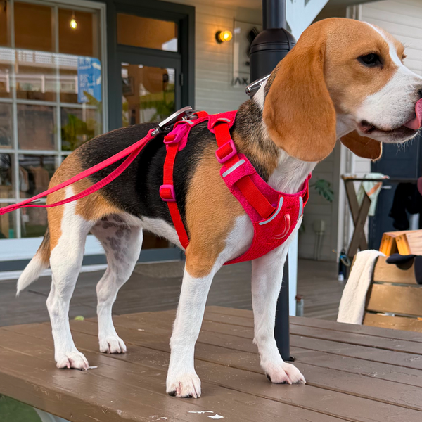 9.3kg 女の子 ハッピーちゃん | ビーグル 🐶 フロントレンジフレックスハーネス
