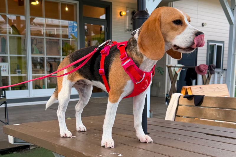 レビュー | Ruffwear JAPAN