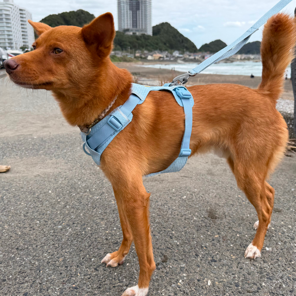 11.5kg 男の子 ハリーくん | ミックス 🐶 フロントレンジフレックスハーネス