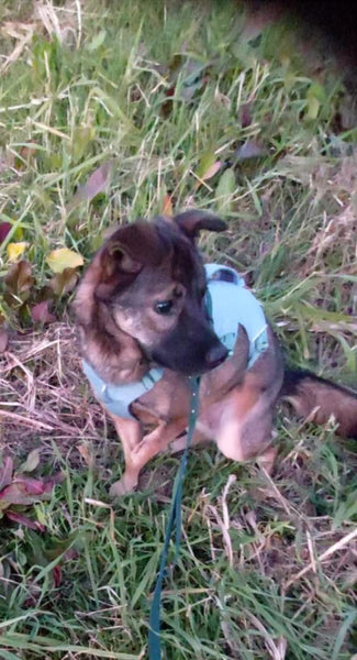 17.5kgのMIX犬！女の子がウェブマスターハーネスのSサイズを着てくれました！