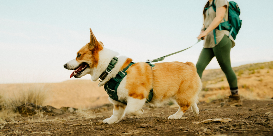 カラー（首輪） | Ruffwear JAPAN