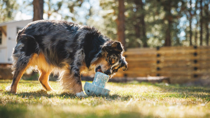 Funghi™ Collection | Ruffwear JAPAN
