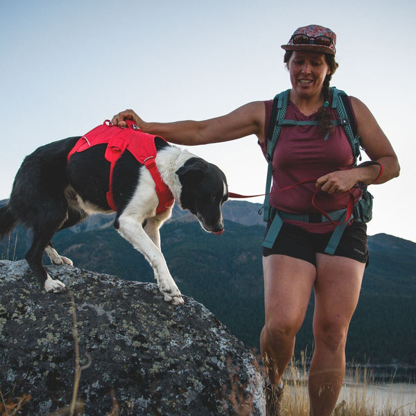 Dog Harnesses-2025SS