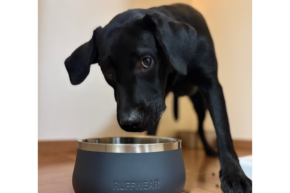 18kg 男の子 オレオくん | ラブラドールレトリバー🐶ベースキャンプドッグボウル