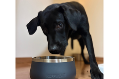 18kg 男の子 オレオくん | ラブラドールレトリバー🐶ベースキャンプドッグボウル