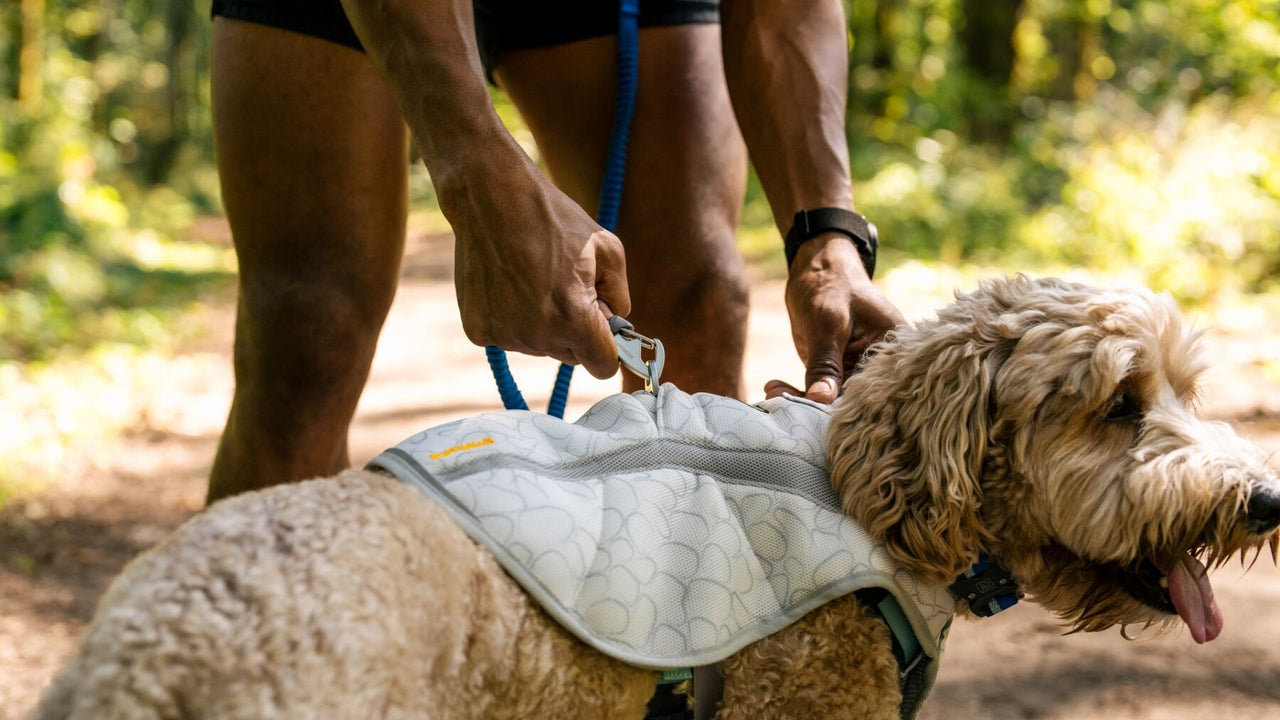 リーシュポータル