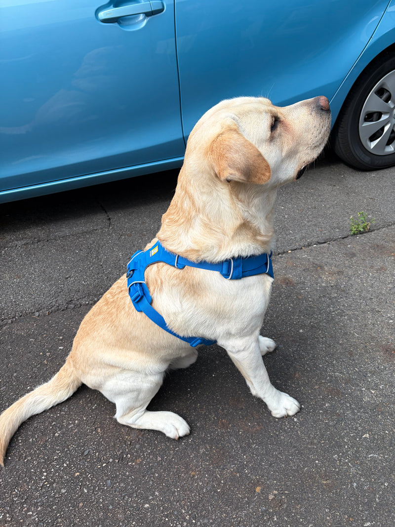 フロントレンジハーネス | Ruffwear JAPAN
