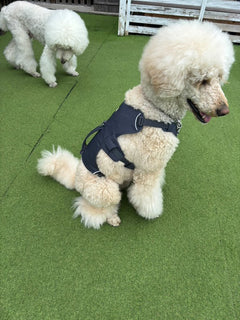 26kg 男の子 アミくん|スタンダードプードル🐶ウェブマスターハーネス