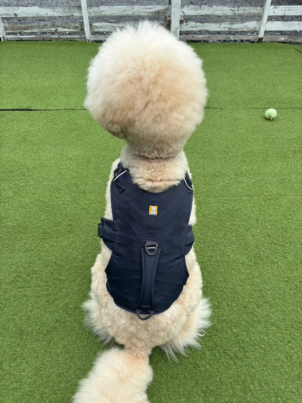 26kg 男の子 アミくん|スタンダードプードル🐶ウェブマスターハーネス