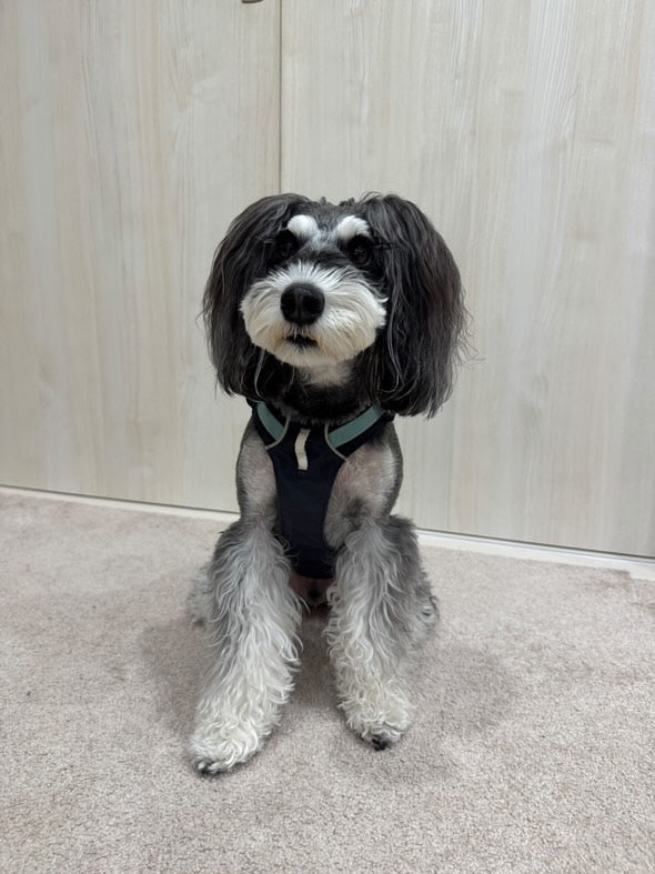 9.0kg 男の子 ジジくん | ミニチュア シュナウザー🐶フラッグラインハーネス