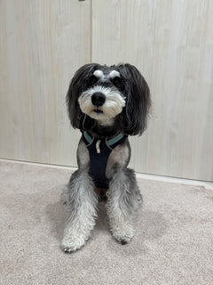 9.0kg 男の子 ジジくん | ミニチュア シュナウザー🐶フラッグラインハーネス