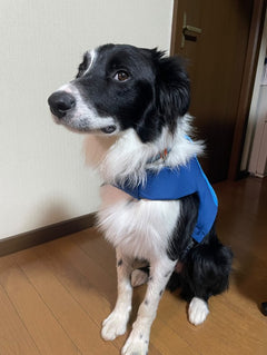 19.2kg 男の子 ラキくん | ボーダーコリー🐶フロートコートライフジャケット