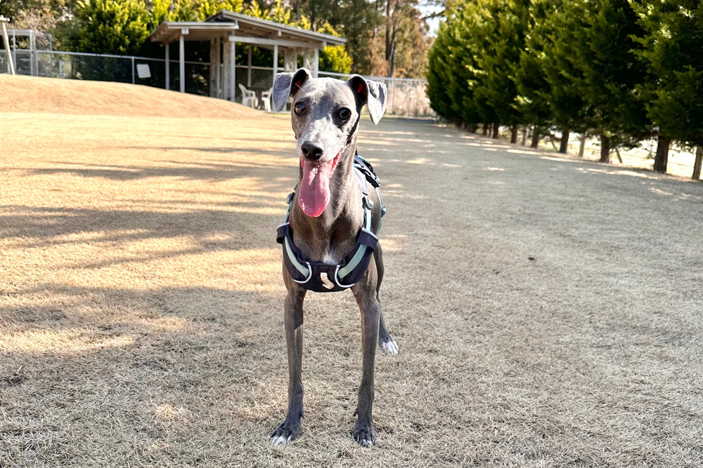 6.5kg 男の子 がぶくん | イタリアングレーハウンド🐶フラッグラインハーネス