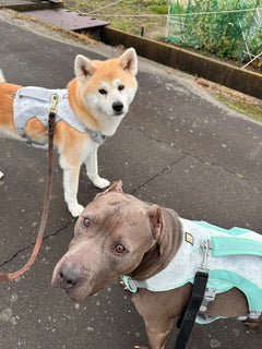 34.0kg 男の子 メグくん | ピットブル🐶スワンプクーラードッグハーネス