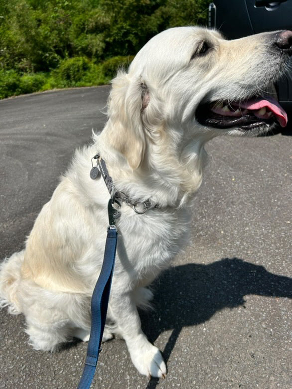 RUFFWEAR ラフウェア　フロントレンジハーネス　カラー：TWGY サイズS フロントレンジハーネス | Ruffwear JAPAN
