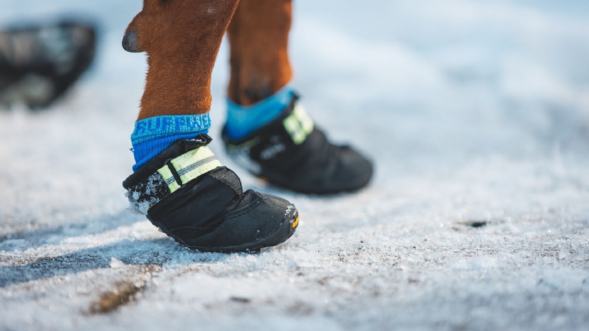 バーキンブーツドッグソックス | Ruffwear JAPAN