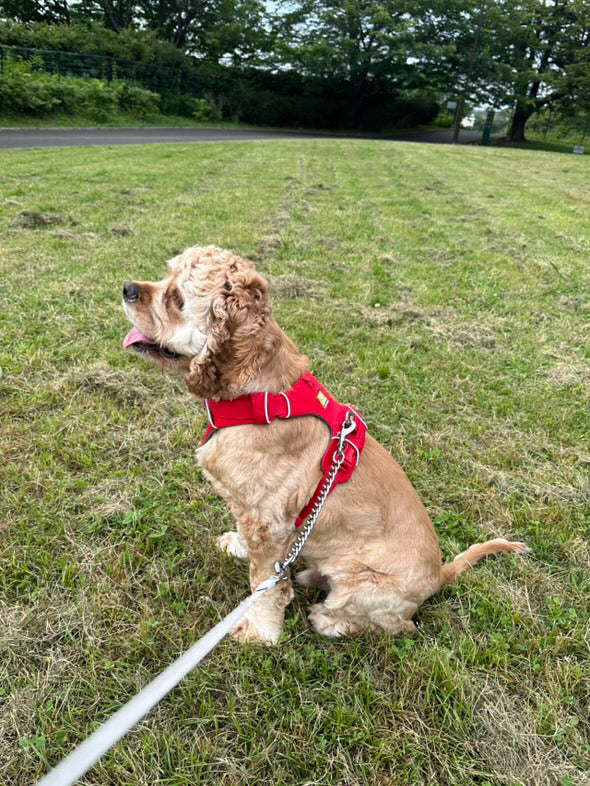 RUFFWEAR 犬用ハーネスXS サイズ & リーシュ 楽天市場】【最大1000円オフクーポンあり】RUFFWEAR ラフウェア