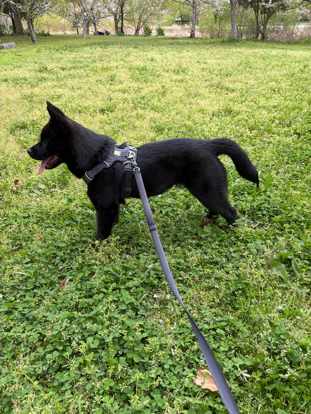 10.5kg 女の子 桃ちゃん | 甲斐犬🐶フロントレンジハーネス