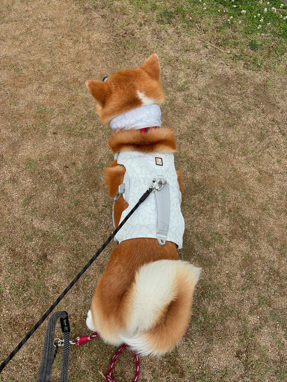 28.0kg 男の子 げんきくん | 秋田犬🐶スワンプクーラードッグハーネス