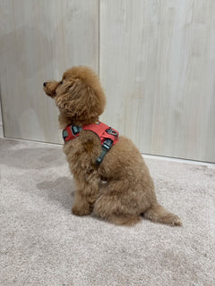 3.0kg 女の子 むぎちゃん | トイプードル🐶ハイ＆ライトハーネス