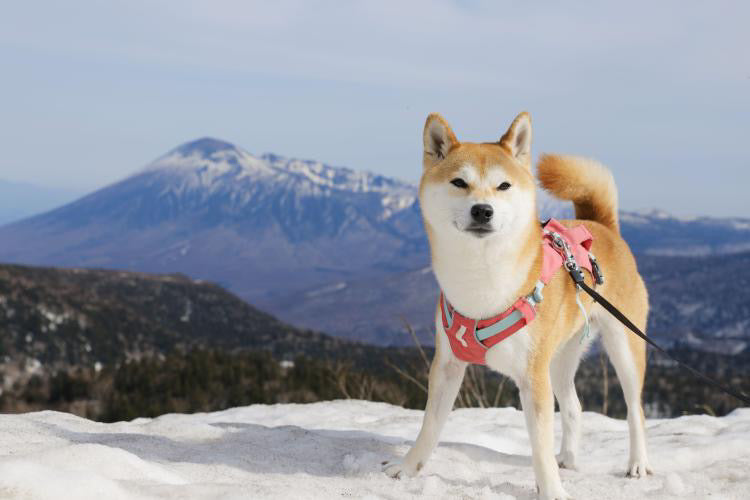 10kg 女の子 お琴ちゃん | 柴犬🐶 ウェブマスターハーネス　