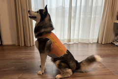 30.0kg 男の子 ちくわくん | ハスキー🐶スワンプクーラージップベスト