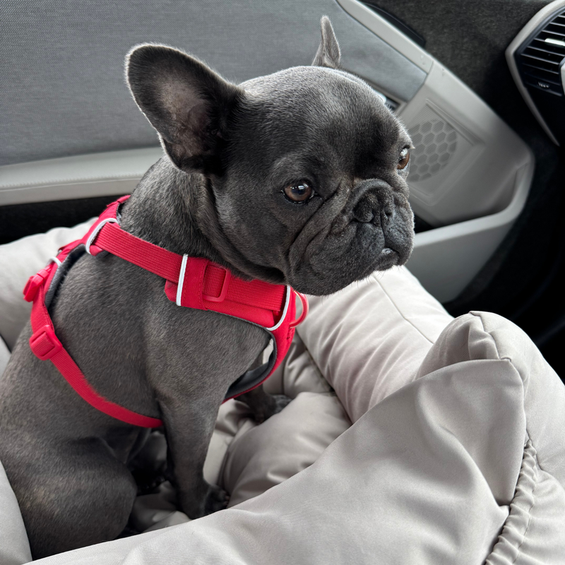 フロントレンジハーネス | Ruffwear JAPAN