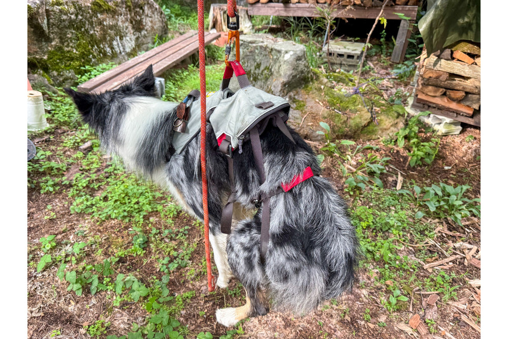 19.0kg 男の子 ジョシュくん | ボーダーコリー 🐶ダブルバックハーネス